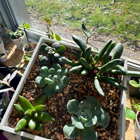 Geometric Succulent Arrangement - Picture 4 of 4